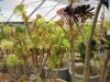 aeonium_9569.jpg