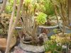 aeonium_9576.jpg