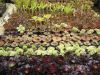 aeonium_9593.jpg