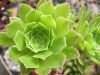 aeonium_arbor_albovariegatum_9490.jpg