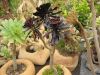 aeonium_arbor_atropurpureum_9578.jpg