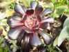 aeonium_arbor_black_9500.jpg