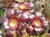 aeonium_cyclops_9489.jpg