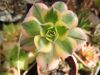 aeonium_decor_sunburst_varieg_9496.jpg