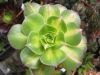 aeonium_decorum_lemon_lime_9493.jpg