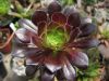 aeonium_garnet_9491.jpg