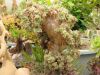 aeonium_sp_cristata_variegata_9579.jpg
