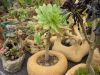 aeonium_sp_velka_ruzice_9577.jpg