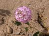 Abronia-villosa.jpg