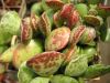 Adromischus_cooper.jpg