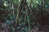 Amazon-palm.jpg