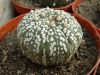 Astrophytum_asterias_Super_Cabuto.jpg