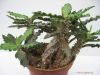 Euphorbia_decaryi.jpg