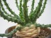 Euphorbia_gorgonis.jpg