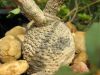 Fockea_edulis.jpg