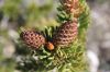 Pilongaeva-cones.jpg