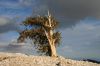 Pinlongaeva.jpg