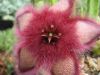 Stapelia_luckhofii_.jpg