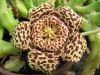 Stapelia_variegata_.jpg