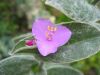 Tradescantia_silamon.jpg