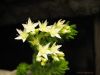 Villadia_batesii_117.jpg