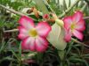 adenium_obesum.jpg