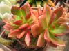 echeveria_sp_rons.jpg