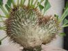 pachypodium_namaq.jpg