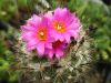 turbinicarpus_roseif.jpg