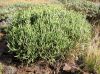 euphorbia-aphylla.jpg