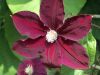 Clematis-red.jpg