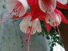 Fuchsia_073.jpg