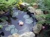Nymphaea.jpg