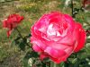 Ruze-cervena.jpg