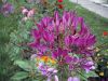 liliesara-064.jpg