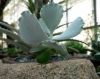 Cotyledon_undulata.jpg