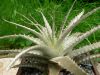 Dyckia_sp.jpg