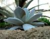Echeveria_laui.jpg