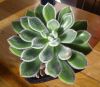 Echeveria_Doris_Taylor_04.jpg