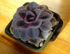 Echeveria_cv.Perla_von_Nurnberg_01~0.jpg