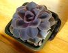 Echeveria_cv.Perla_von_Nurnberg_01.jpg