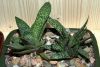 Gast.verucosa___bicolor_v._liliputana_01.jpg