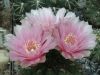 Gymnocalycium_megalothelos_01.jpg