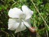 Hibiscus-rosa-sinensis-_SwanLake_.jpg