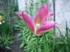 IMGP2528.JPG