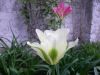 IMGP2529.JPG