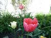 IMGP2539.JPG