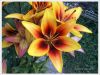 Lilie-zluto-oranzova057.jpg