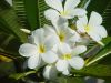 Plumeria-alba.jpg
