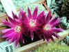 Sulcorebutia_crispata_01.jpg